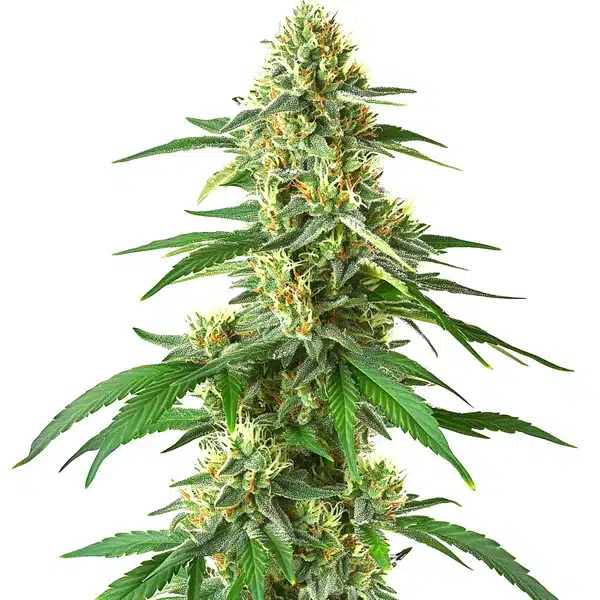 auto master kush plant featuring compact indica buds covered in crystal trichomes