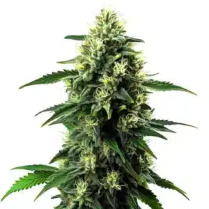 Northern Lights Mazar Auto cannabis bud with frosty trichomes and compact structure on a clean white background.