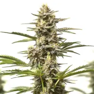 auto purple skunk strain with vibrant purple hues and dense frosty flowers