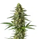 afghan cannabis bud close-up with dense trichomes