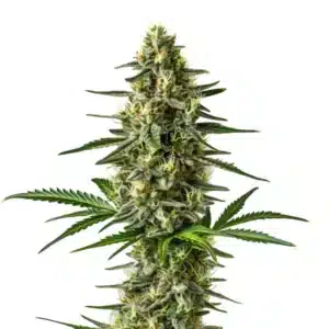 afghan cannabis bud close-up with dense trichomes