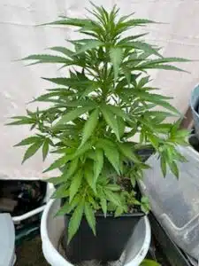 Future #1 Auto feminized seeds plant in vegetative growth with vibrant green foliage and sturdy structure