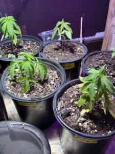 Future #1 Auto feminized seeds seedlings developing their first sets of leaves in an indoor grow setup.