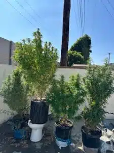 Future #1 Auto feminized seeds plants in full bloom during an outdoor cultivation session.