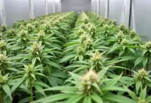 Compact buds of Ghost OG Chemdog Autoflower in late bloom.