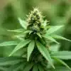 Double Outdoor Harvest: Full Flower Stage.