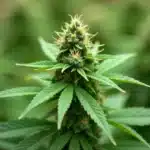 Double Outdoor Harvest: Full Flower Stage.
