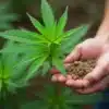 Early Skunk cannabis plant with organic soil in hand