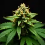 Early Skunk x Cinderella 99 cannabis bud with trichomes.