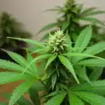 Early Skunk x Northern Lights cannabis plant in early flowering indoors.