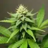 Fire Kush Auto cannabis bud with thick trichome coverage.