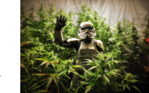 Future 1 autoflower seeds grow gallery featuring a flowering cannabis plant and a person in a Stormtrooper costume in an indoor garden.