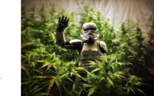 Future 1 autoflower seeds grow gallery featuring a flowering cannabis plant and a person in a Stormtrooper costume in an indoor garden.