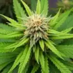 Gelato x Kosher Kush strain with resinous buds.