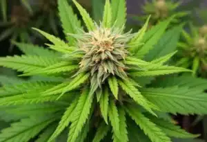 Gelato x Kosher Kush strain with resinous buds.