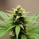 Girl Scout Cookies x Kush of resinous cannabis bud.