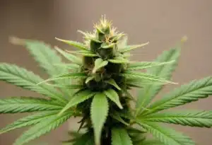 Girl Scout Cookies x Kush of resinous cannabis bud.