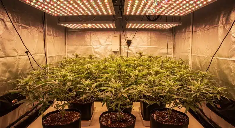 Hawaii x Purple Skunk plants thriving in an indoor setup with LED panels, featuring growth, broad leaves, and strong hybrid structure.