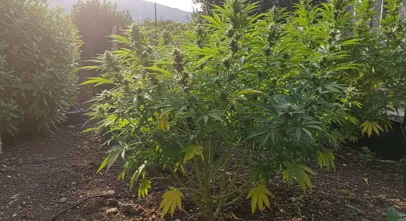 Hawaii x Purple Skunk growing outdoors under Mediterranean sun, producing large branches and fruity-skunky buds ideal for high-yield harvests.