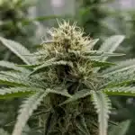 Hawaii x Purple Skunk: Resinous Cannabis Bud.