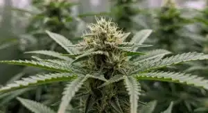 Hawaii x Purple Skunk: Resinous Cannabis Bud.