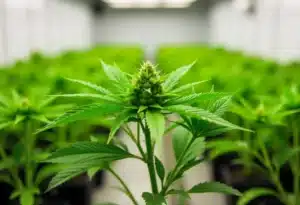 Gelato Regular: Indoor Cannabis Growth Phase.