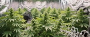 Indoor cannabis plants growing under LED lights in a reflective grow room.