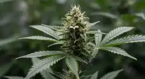 Jilly Bean Regular: Flowering Cannabis Plant.