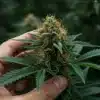 Lemon Jack Autoflower: Harvest-Ready Cannabis Bud