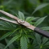 M8: Cannabis Pruning and Plant Training.