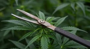 M8: Cannabis Pruning and Plant Training.
