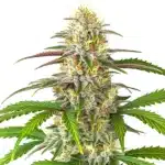 pineapple express auto plant with tropical green buds and bright orange pistils