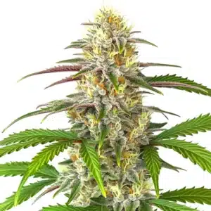 pineapple express auto plant with tropical green buds and bright orange pistils