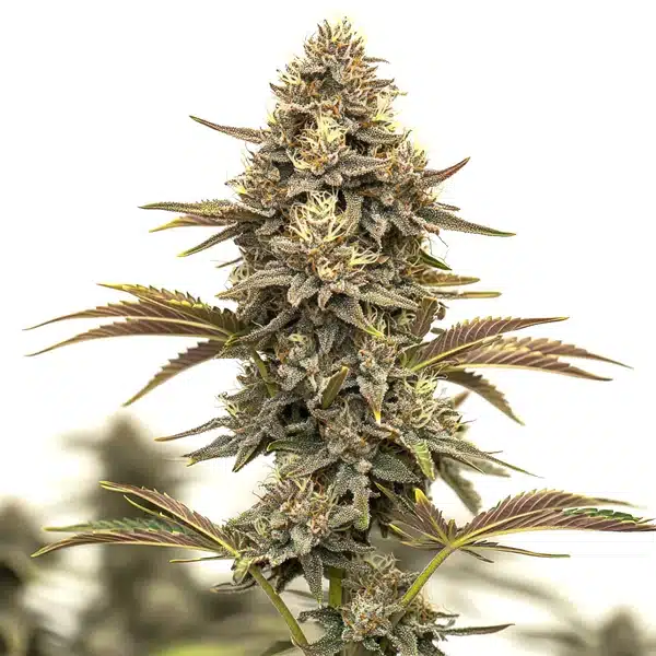 Purple Urkle Auto cannabis bud with purple tones and heavy resin.