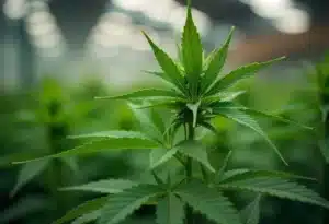 Healthy Gelato x Rosetta Stone cannabis plant in veg phase.