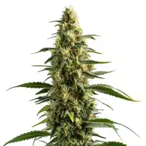 skunk cannabis flower close-up with frosty trichomes