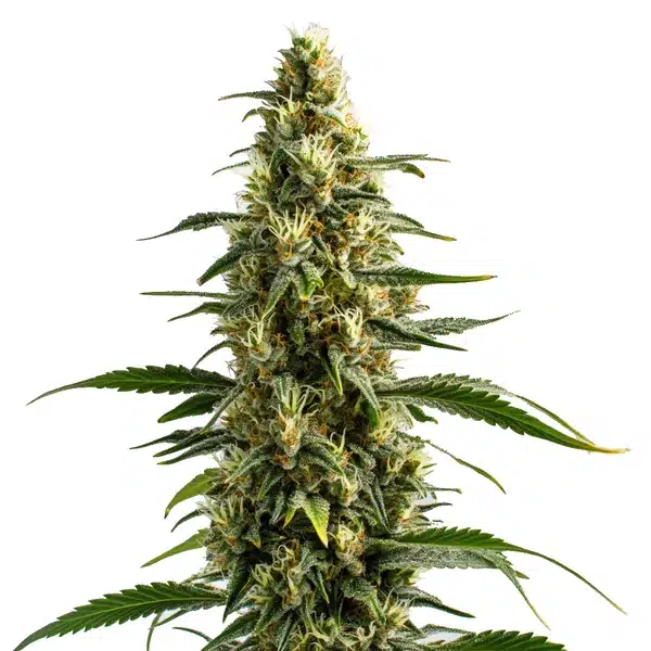 skunk cannabis flower close-up with frosty trichomes