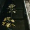 top-down view of a cannabis garden with mixed yellow and green plants under artificial lighting