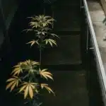 top-down view of a cannabis garden with mixed yellow and green plants under artificial lighting