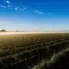 Aerial view of a cannabis farm at dawn with morning mist and clear blue sky.