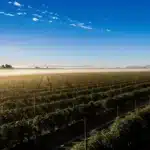 Aerial view of a cannabis farm at dawn with morning mist and clear blue sky.