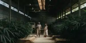 Two workers walking inside an indoor cannabis greenhouse surrounded by lush plants.