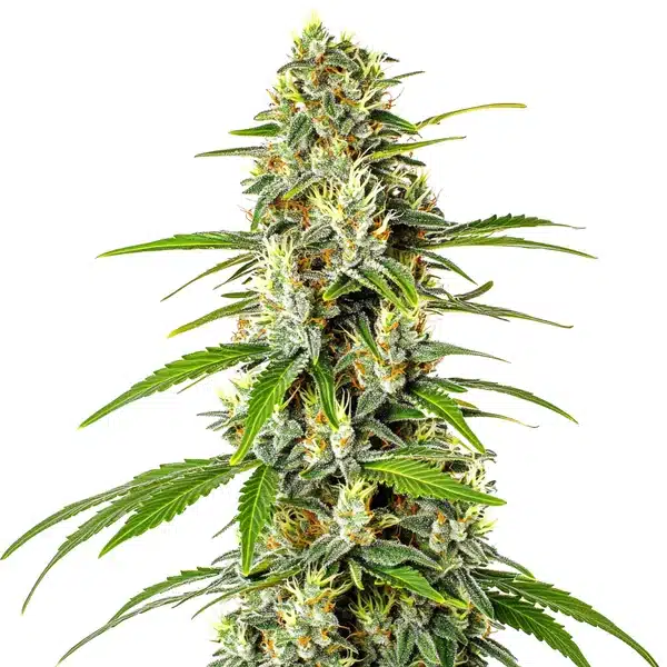 AK Auto CBD avec un cola allongé vert brillant couvert de trichomes et pistils orange vifs.