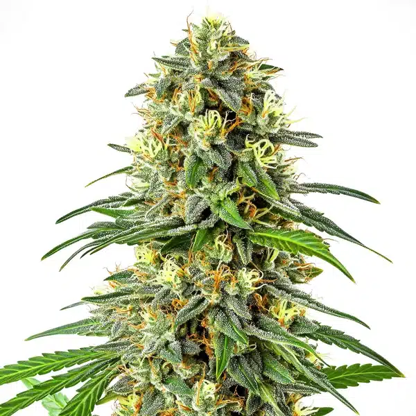 Apple Jack présentant un gros cola dense couvert de trichomes brillants et pistils orange sur fond blanc.