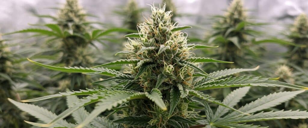 Macro shot of autoflower bud with resin crystals and curled pistils.
