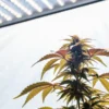 Autoflowering cannabis plant growing indoors under bright LED lights with healthy green leaves.