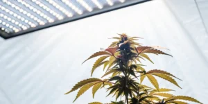 Autoflowering cannabis plant growing indoors under bright LED lights with healthy green leaves.