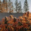 Autumn cannabis plants outdoor grow with orange leaves and dense buds under warm sunset light.
