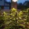 Cannabis plants flowering on balcony at night under grow light.