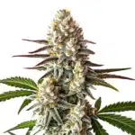 Biscotti Auto cannabis bud covered in dense white trichomes.